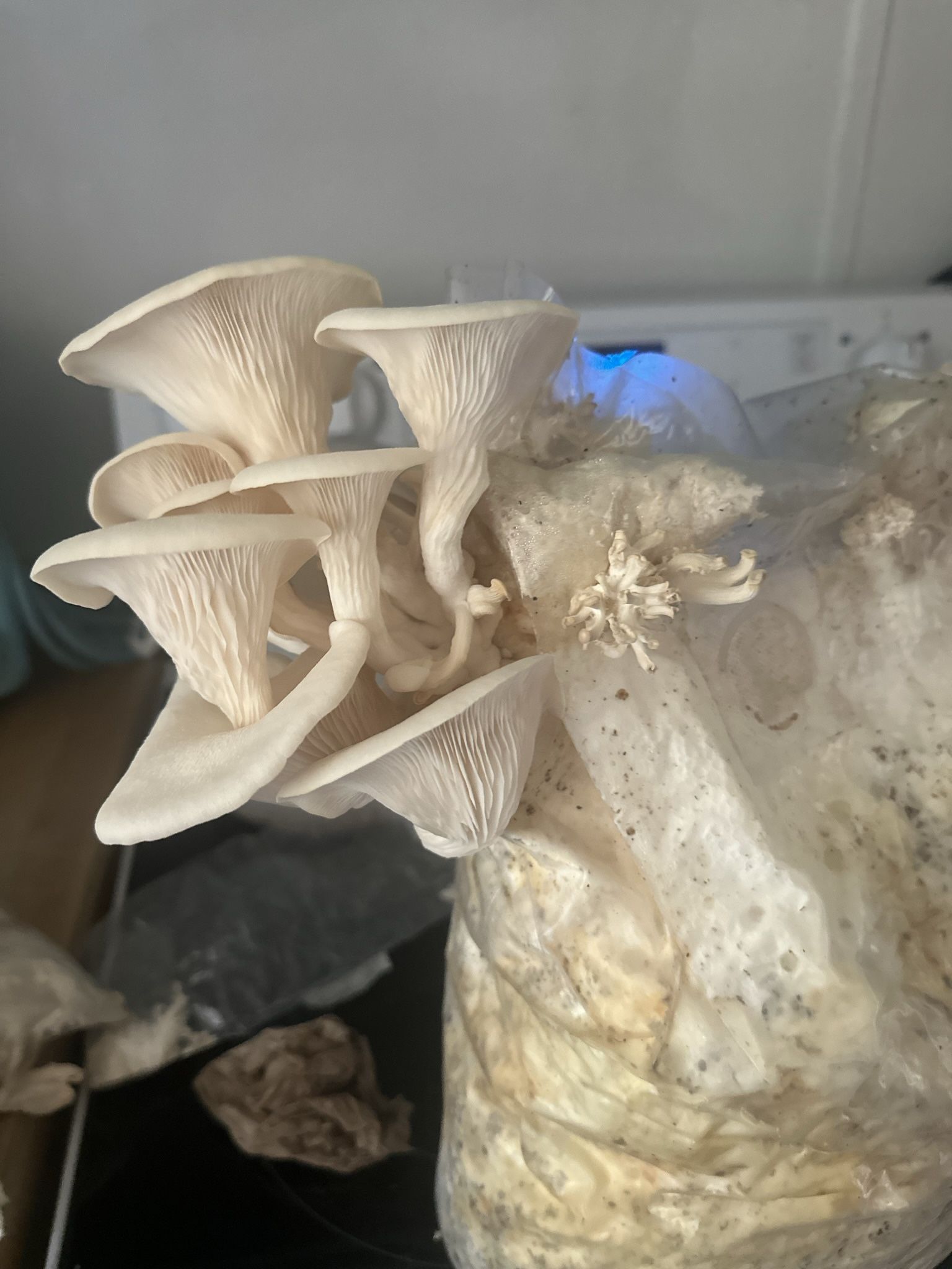 Mushroom Grow Bags