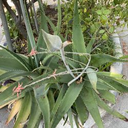 Aloe Vera, Cactus, Plants