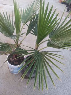 Washington Palms 15.00 cheap price