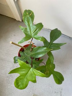 Philodendron “Florida Beauty “