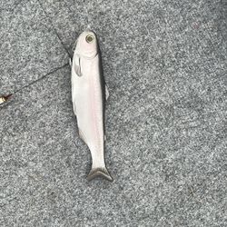 Tyrant 8- Looking For A Trade