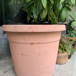 Terracotta & Plastic Planters 🪴Pls Read Description 