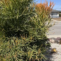 Fire stick clippings and plants