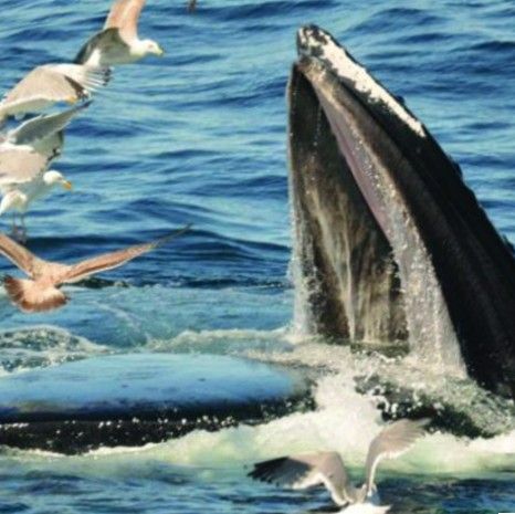 Two Whale Watch Tickets! You Choose The Date And Time!