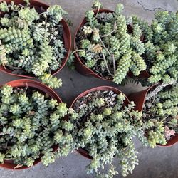 Donkey tail succulents