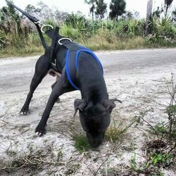 Working Dog harnesses