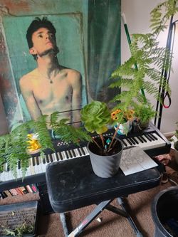 Jurassic Fern (Luxury Potted Plant Arrangement)