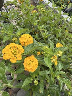Lantana plant