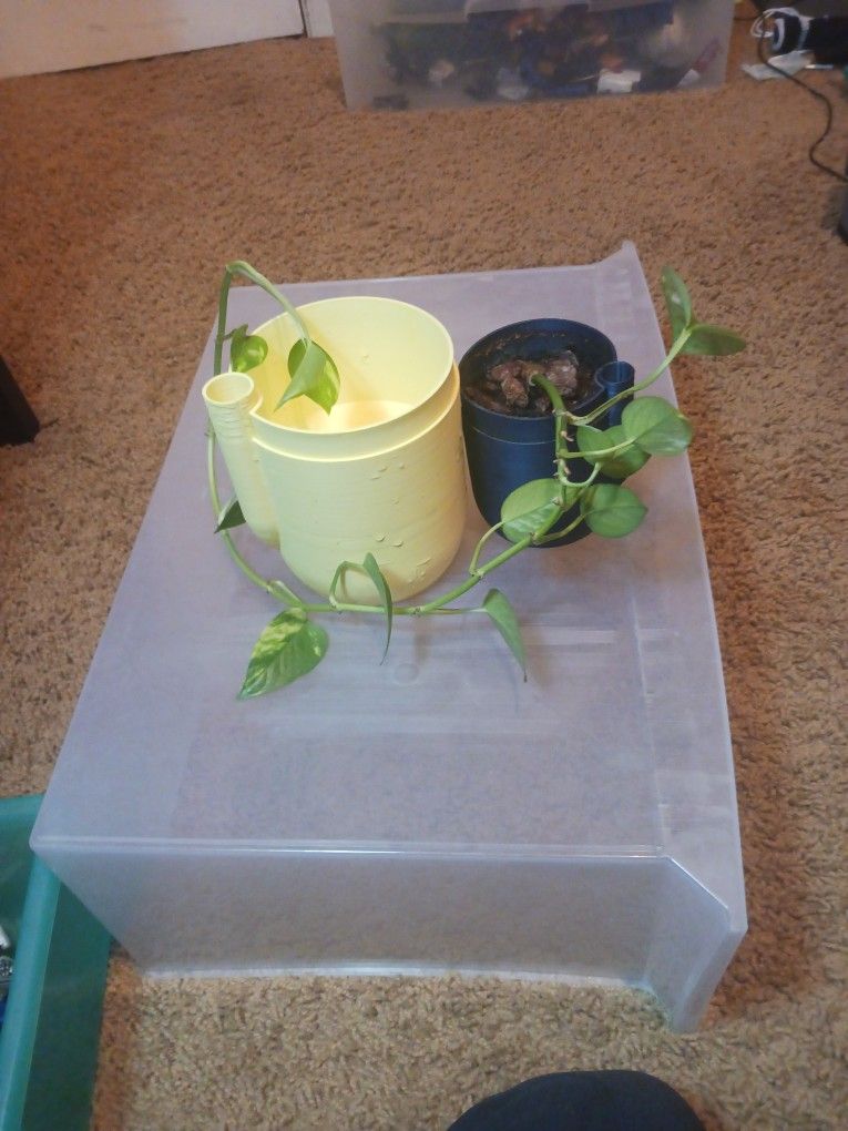 self watering plant pot