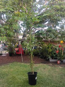 Chiltepin Pepper Plant