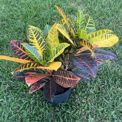CROTONS PLANT  (Add Colors to Landscape and Garden 3 gallon Pot) 