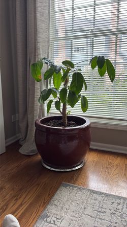 Indoor Potted Plant in Glazed Ceramic Pot