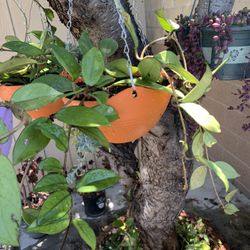 Hoya Carnosa Speckled Plant