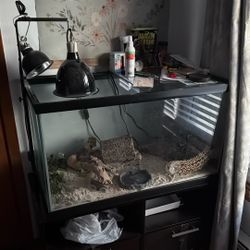 Tank w/ Bearded Dragon Equipment 