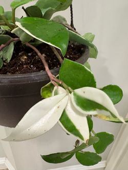 Hoya carnosa Krimson Queen plant