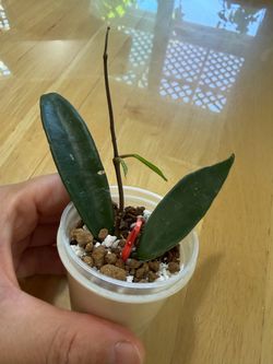 Hoya Minibelle rooted starter plant