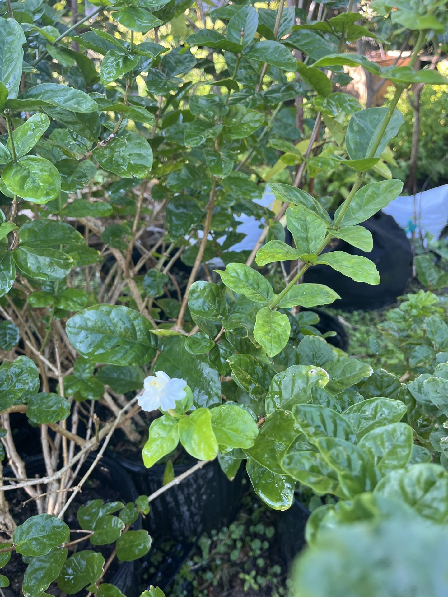 Jasmine Flower Plant