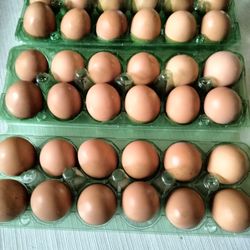 Fresh Chicken Eggs For Sale 
