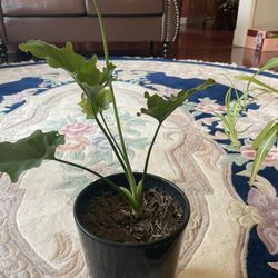 Plant  With Black Porcelain Pot 