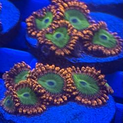 Orange Green Aquarium Decorations