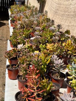 Succulents Plants 🌱