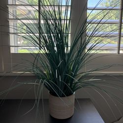 Decorative Potted Plant