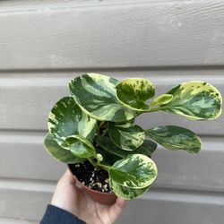 4” Peperomia Marble 