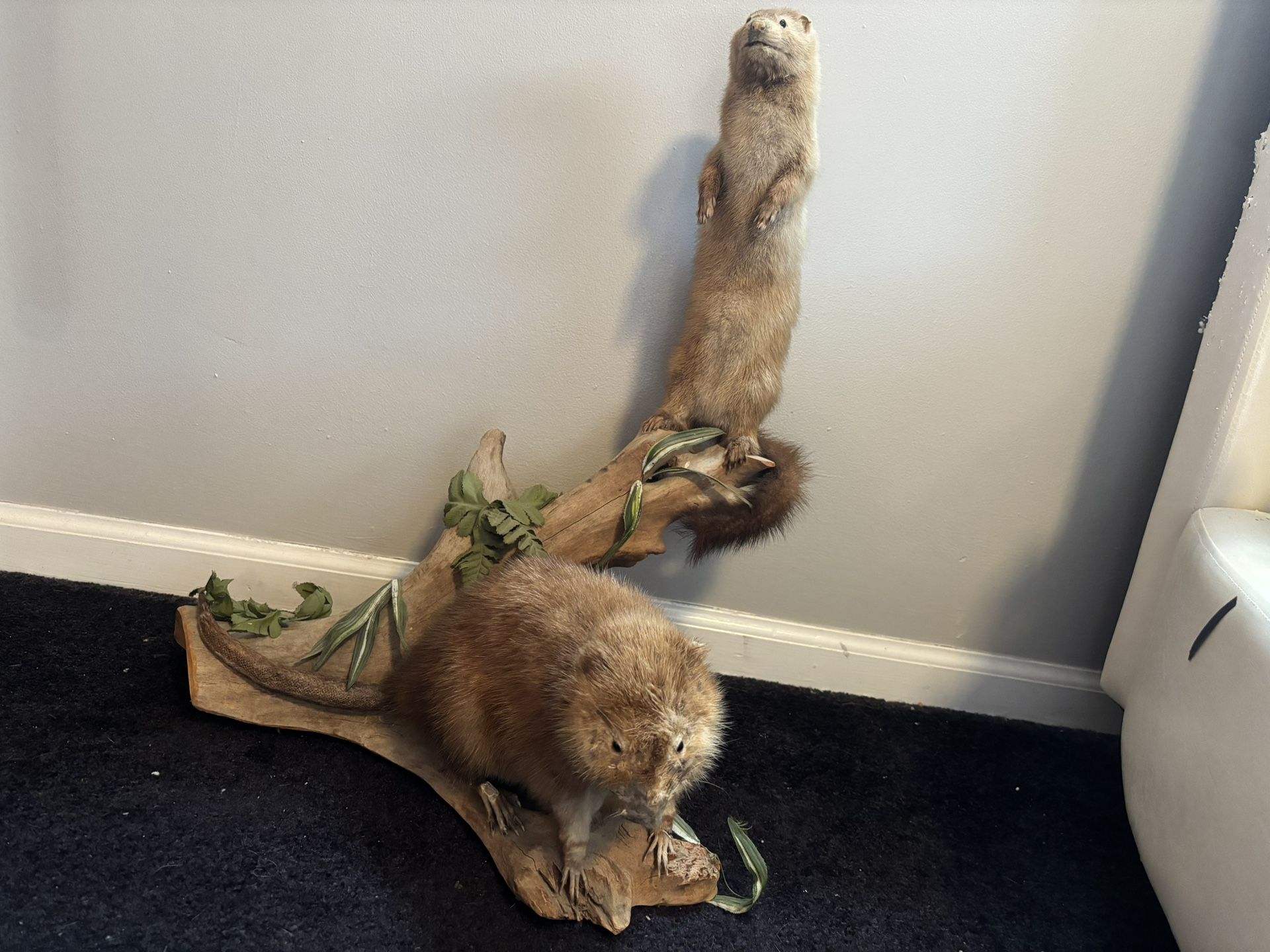 Weasel And Muskrat Taxidermy 