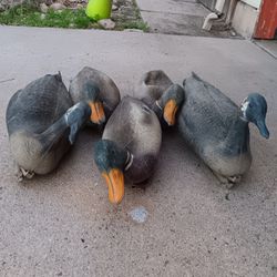 5 Duck Decoys