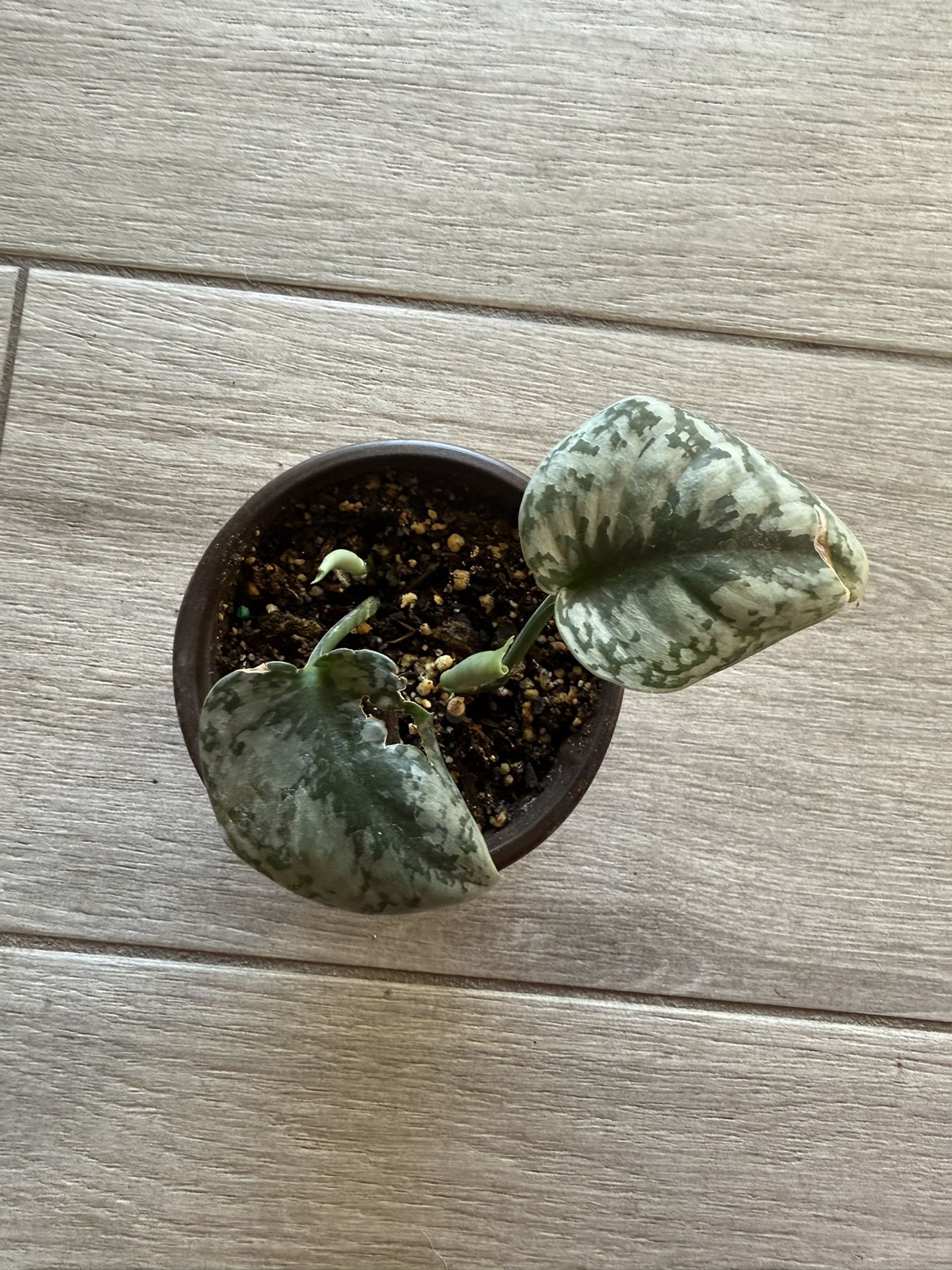 exotica scindapsus. Live Starter Plant.