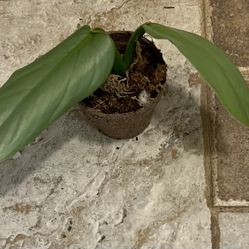 Silver Sword Philodendron  House Plant 