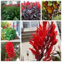 Red and Green Canna Tropical plant/Red flower These are outdoor annuals.  Bulb  $7 