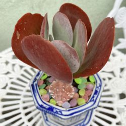 Succulent red In Asian White Blue Ceramic Pot Small 