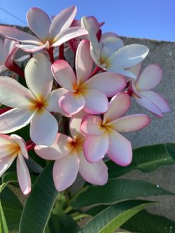 Very Beautifull Hawaiian  Plumeria Large about 5 feet tall Great For a Corner it a Big Cutting