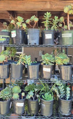 $5 each Succulent (Rooted and comes in Disposible pot)