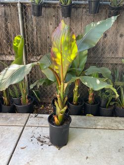 3.5 to 4+ft Red Banana Plant; thick trunk; exact plant; indoor/outdoor; 95820