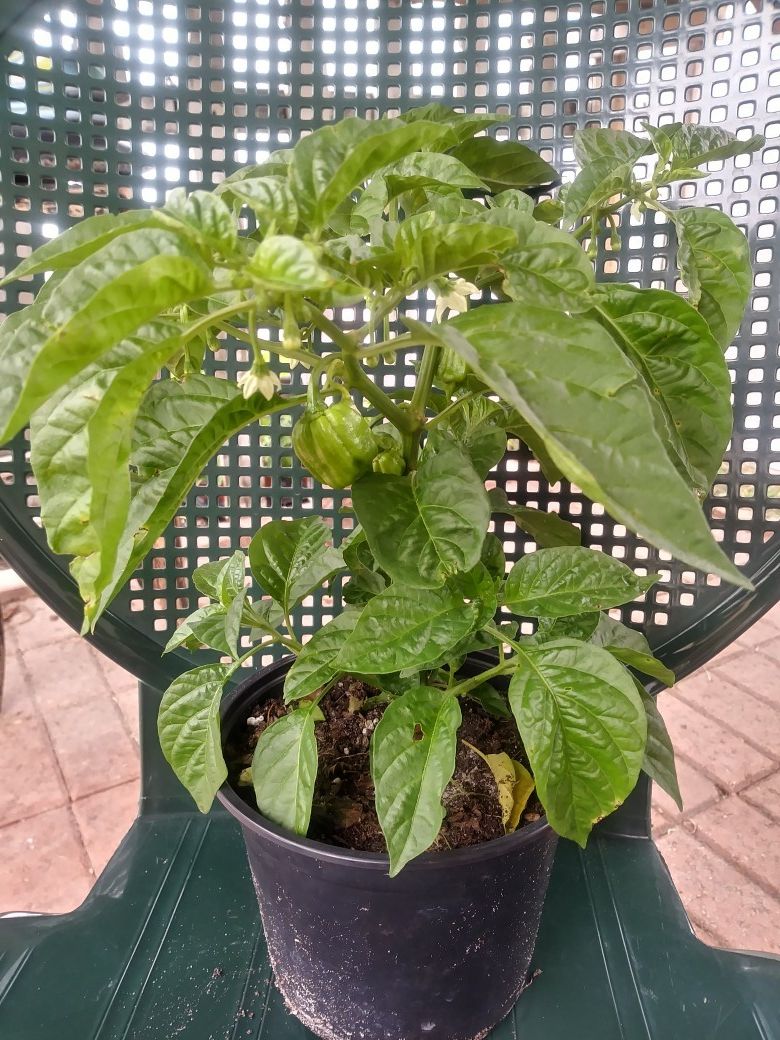 Aji cachucha cubano es aji dulce tiene ajices
