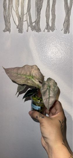 Alocasia Polly Mint Pink