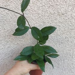 Beautiful Hoya Carnosa Plant