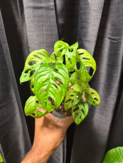 Monstera Adansonii Aurea