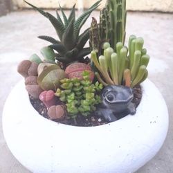 Rare Succulent Arrangement