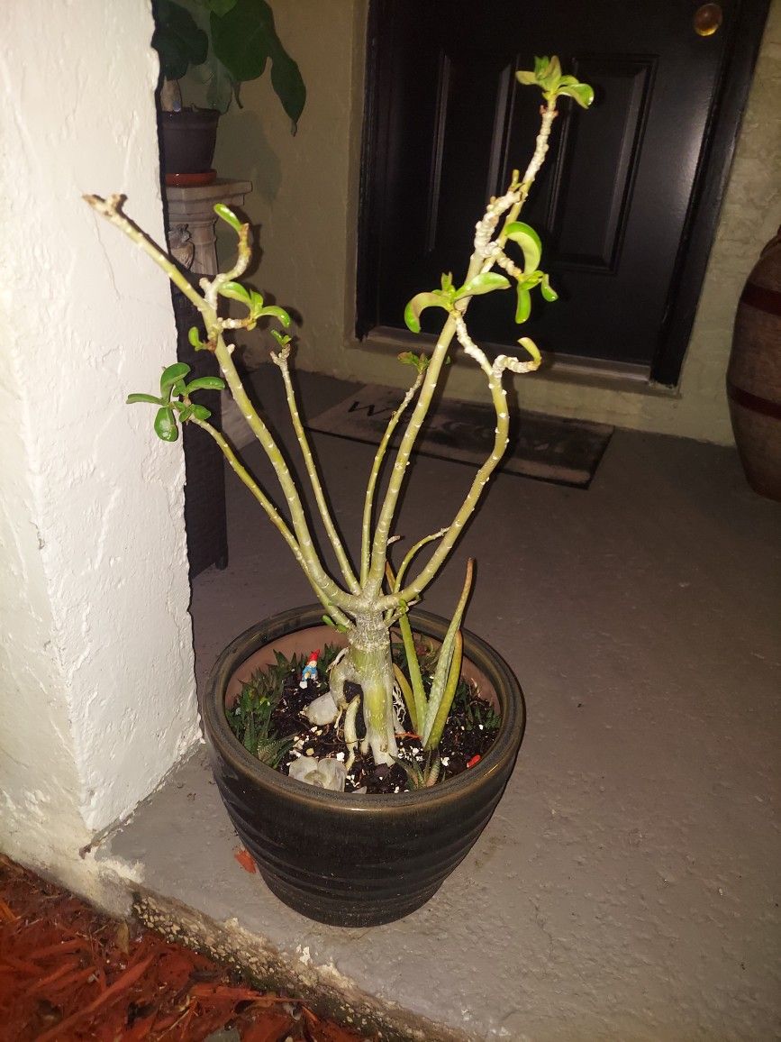 BEAUTIFUL 3ft X 2ft Tree With Multiple Zebra Sccuulents and Aloe Plants Only $40!!!