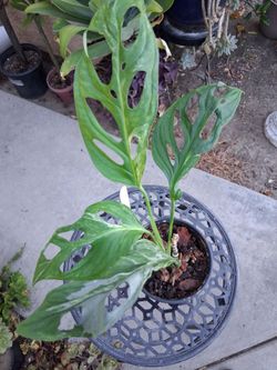 Monstera Swiss Cheese MINT Variegated Plant $38