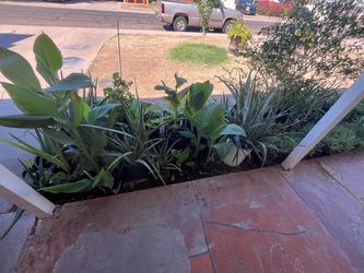 Side View Mixed Plants Collection