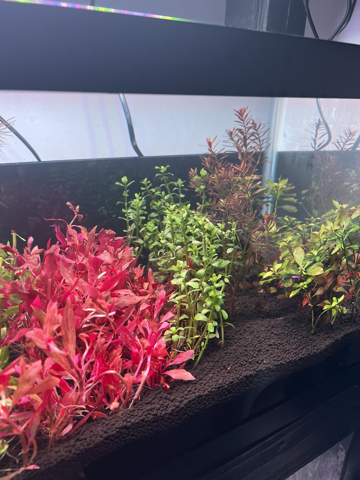 Aquarium Plants 