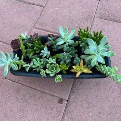Large Beautiful Mix Variety Succulents Plants Flowers In Black Pot Bonsai Home Patio Yard Garden Lawn 
