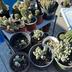 Cactus and Succulents in pots $2.50 and Up