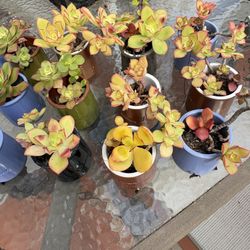 Small Succulents 15. $1.50 Each Or All For $15