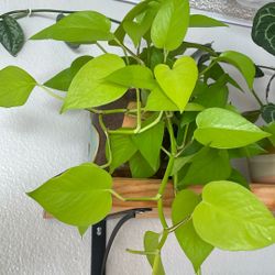 Cuttings Requests