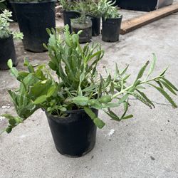 Holiday Cactus, Succulents Bell Flowers 